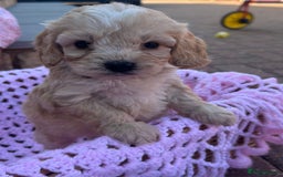 Cockapoo dogs for sale: F1 cockapoo puppies 5 boys  - Image 5