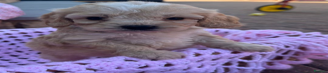 Cockapoo Puppy 4