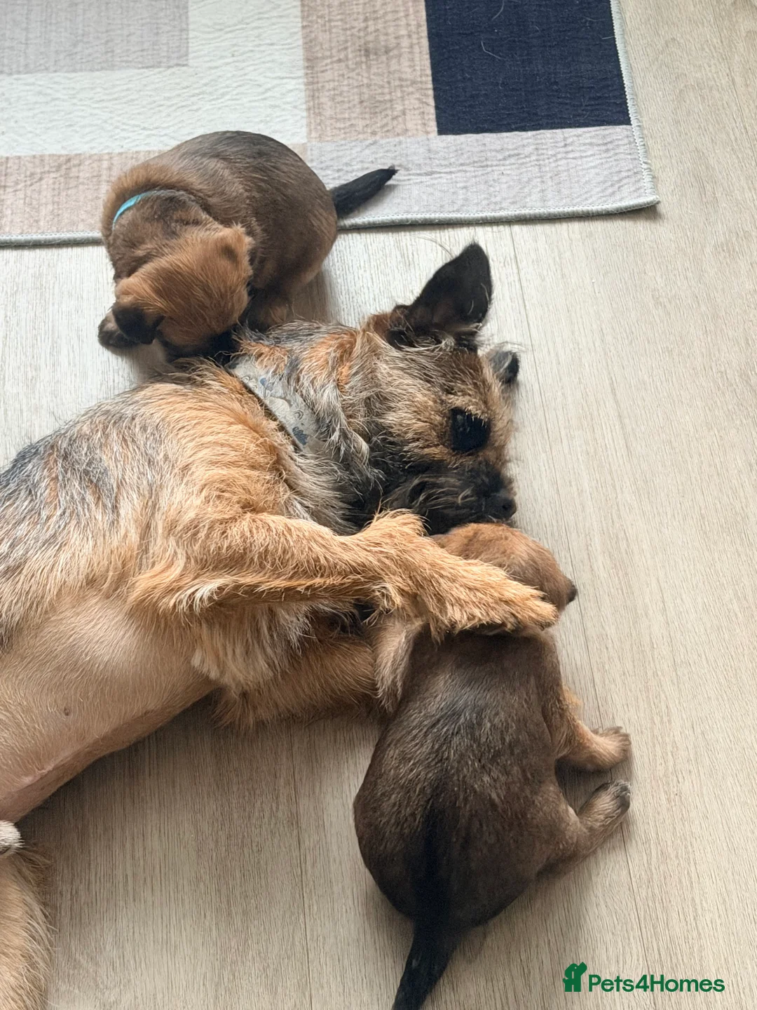 Border Terrier dogs for sale: Border terrier puppies  in Sleaford - Advert 10