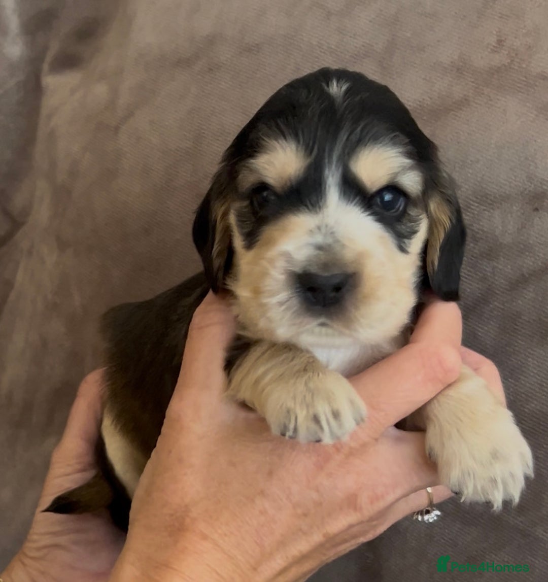 Cocker Spaniel dogs for sale: Tri coloured, strong, Cocker Spaniel Puppies  - Image 1