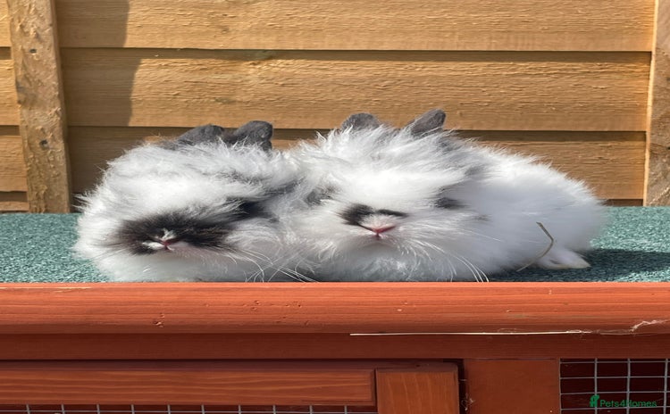 Lionhead rabbits - Advert 2