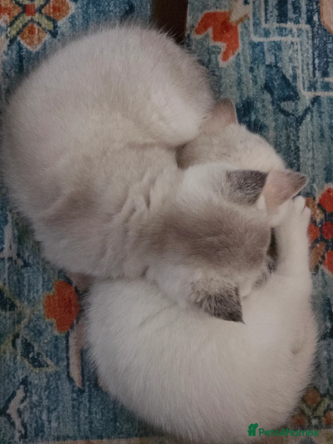 British Shorthair cats for sale: B.Shorthair Kittens Raised in a Loving Family Home - Advert 4