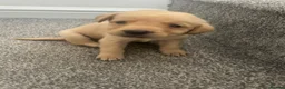 Labrador Retriever dogs for sale: Kc Labrador retriever  in Worcester - Advert 8