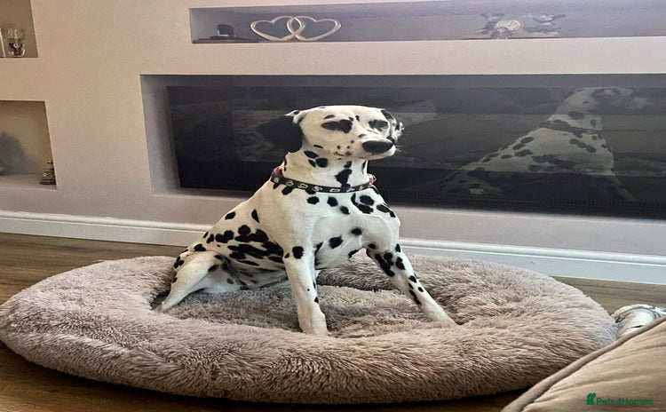 Dalmatian dogs beautiful dalmatian puppies - Advert 1