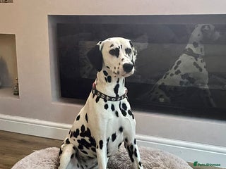 Dalmatian dogs beautiful dalmatian puppies - Advert 1