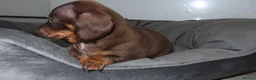 Miniature Dachshund dogs for sale: 5 Miniature Dachshund Puppies - Advert 13