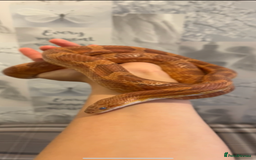 Corn Snake reptiles for sale: 4 year old male corn snake - Image 3