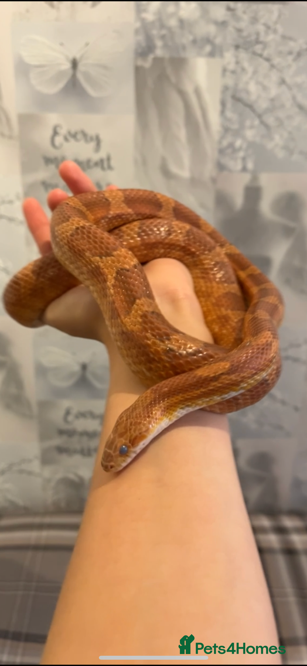 Corn Snake reptiles for sale: 4 year old male corn snake - Image 3