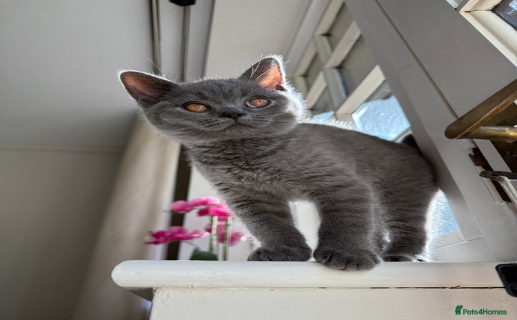 British Shorthair cats - Advert 6