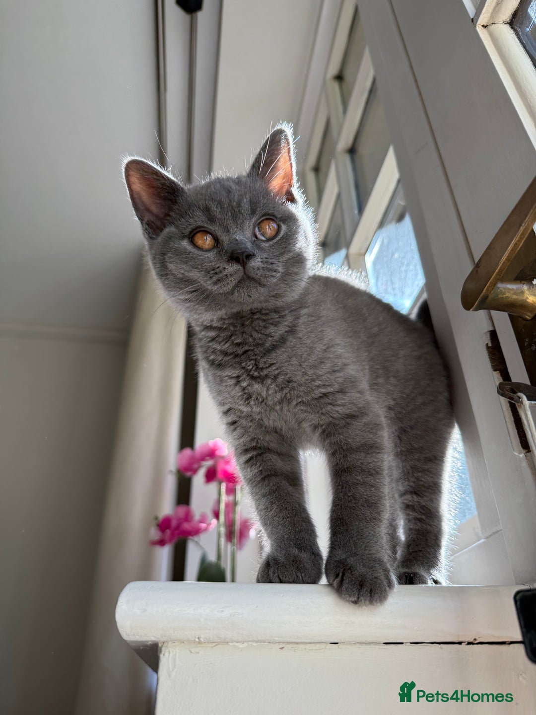 British Shorthair cats for sale: Male Blue British Shorthair 7.5months Old - Image 1