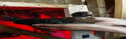 Chickens poultry for sale: French black & blue copper marans chicks - Advert 5