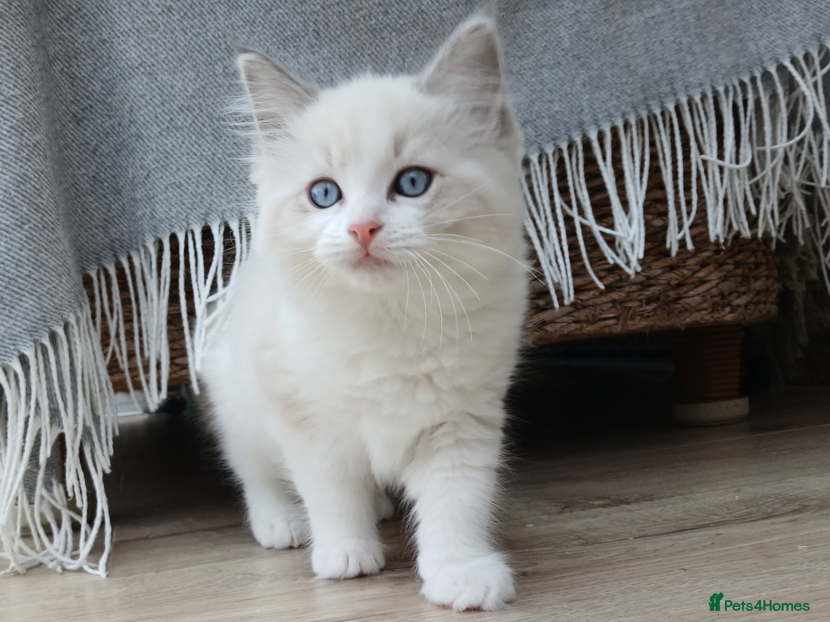 Ragdoll cats Blue Lynx Bicolour Ragdoll TICA Registered  - Advert 5