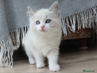 Ragdoll cats Blue Lynx Bicolour Ragdoll TICA Registered - Advert 5