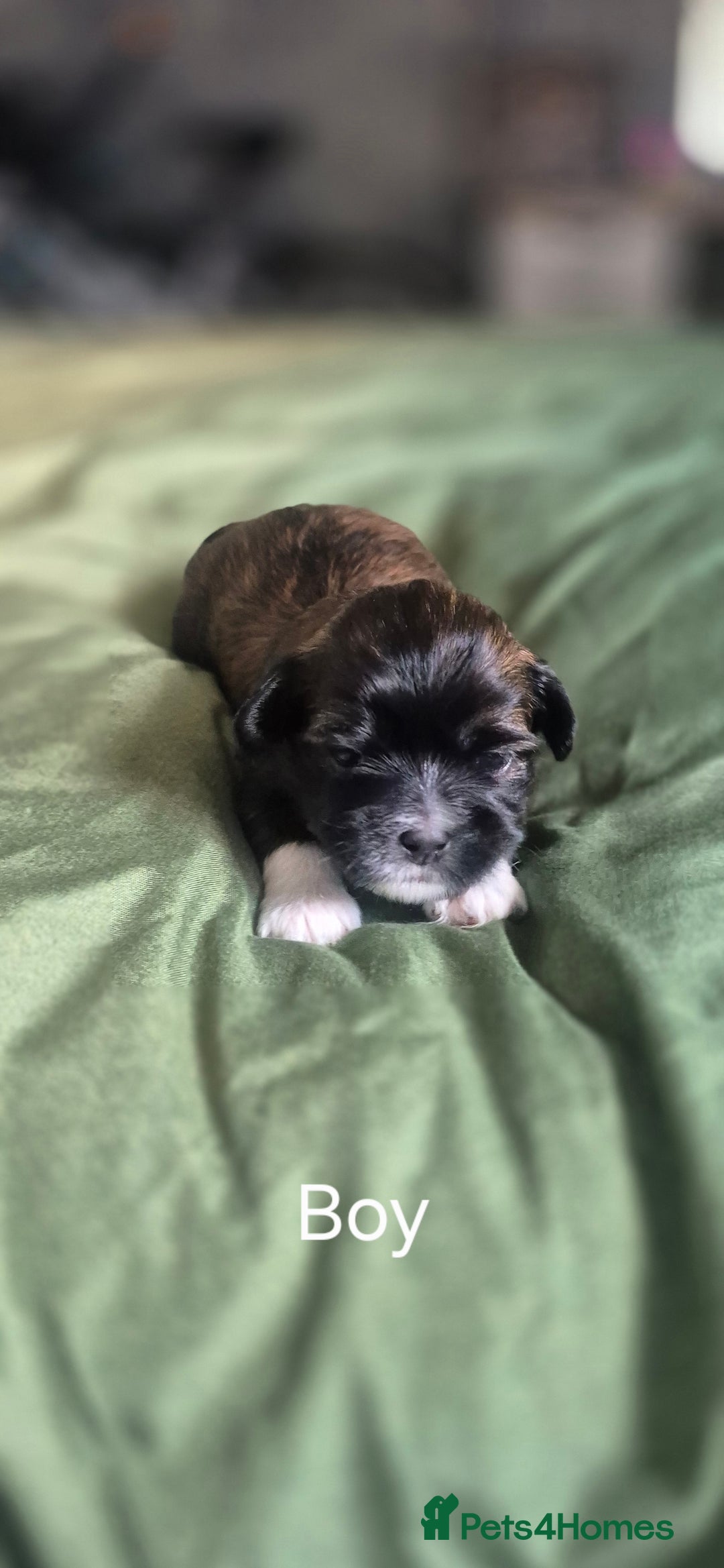 Lhasa Apso dogs for sale: Adorable Lhasa Apso Puppies  - Image 5