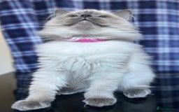 Ragdoll cats for sale: FIFe Registered Ragdoll Kittens Champion Line  - Image 34