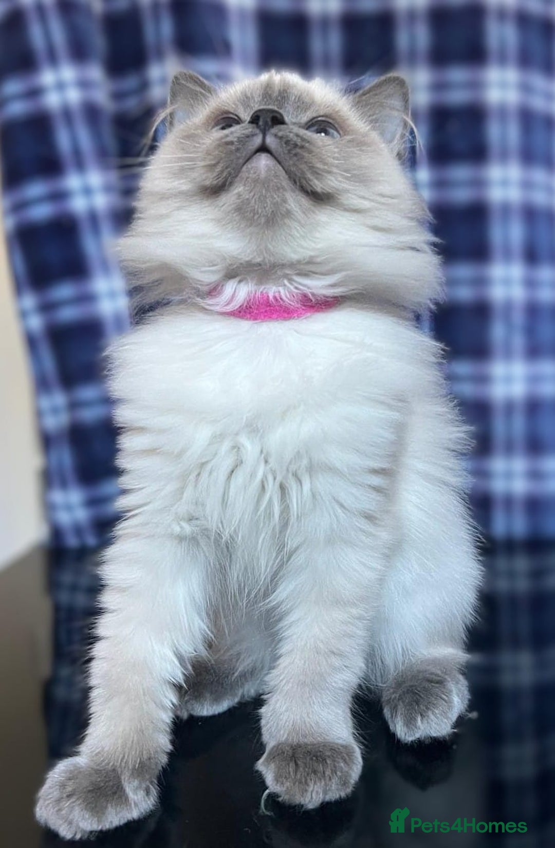Ragdoll cats for sale: FIFe Registered Ragdoll Kittens Champion Line  - Image 34