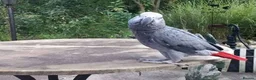 Parrots birds for sale: Premium African Grey Parrots– Perfect Pet Birds in Birmingham - Advert 3