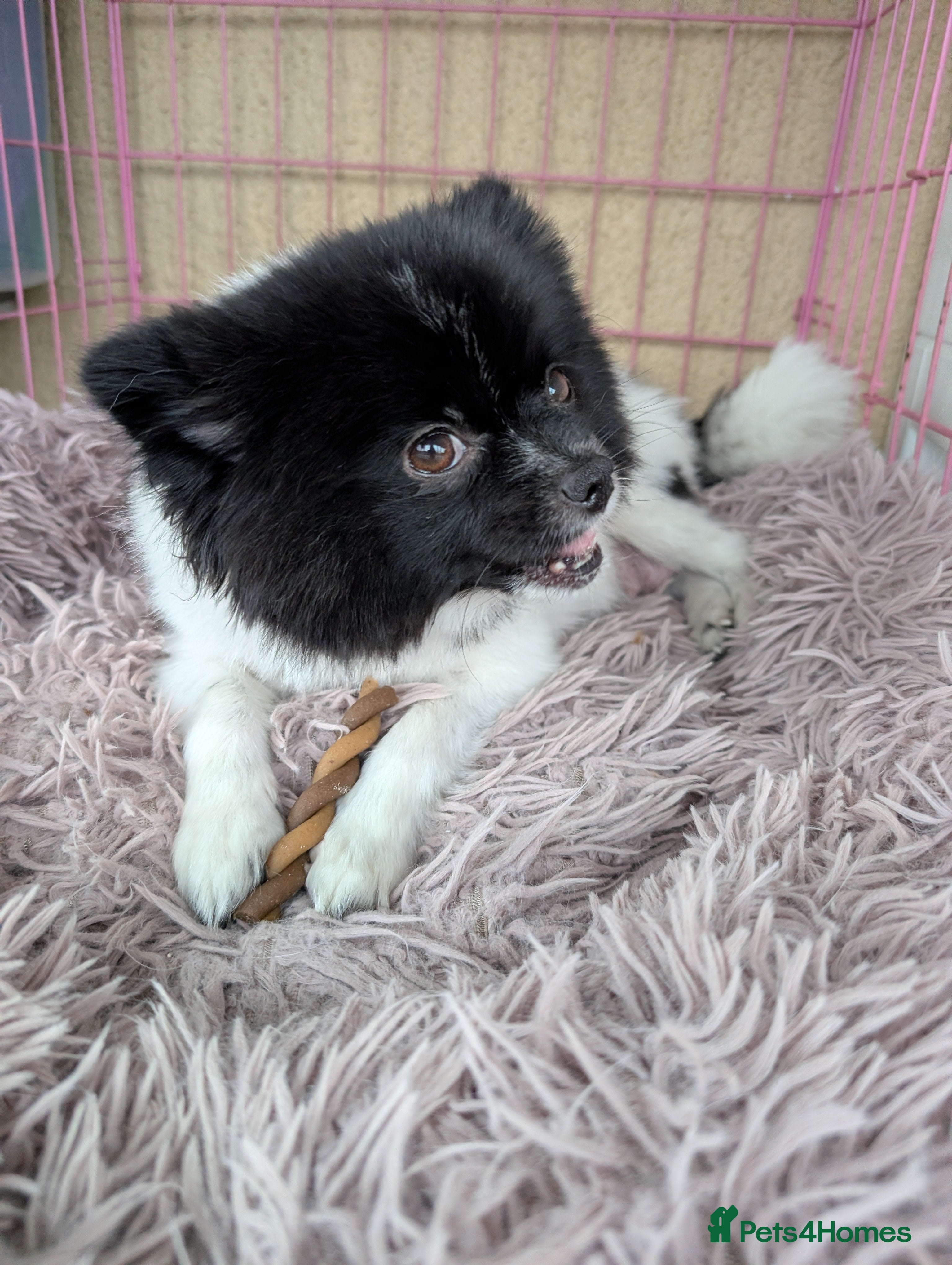 Pomeranian dogs Miniature Pomeranians - Advert 2