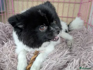 Pomeranian dogs Miniature Pomeranians - Advert 2