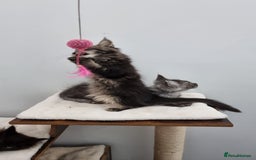 Maine Coon cats for sale: Pedigree GCCF Maine Coon Kitten available  - Image 13