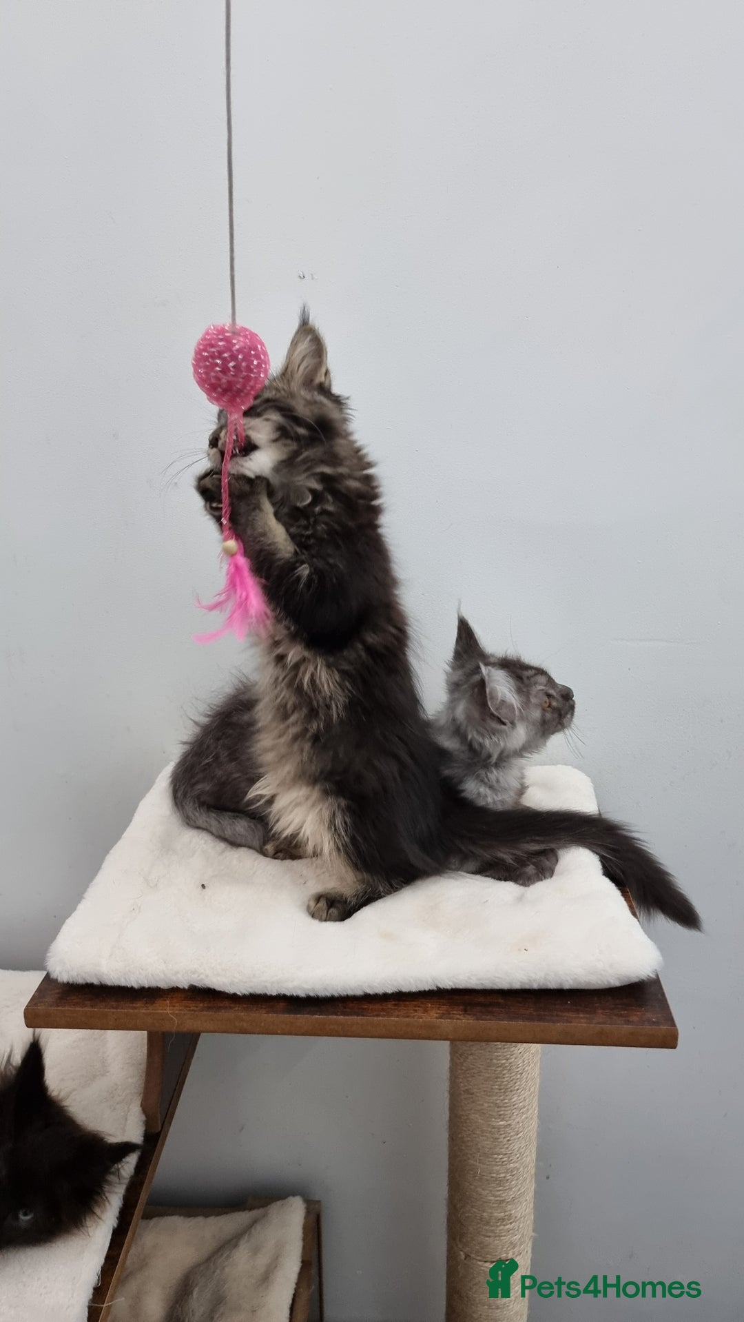 Maine Coon cats for sale: Pedigree GCCF Maine Coon Kitten available  - Image 13