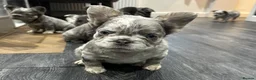 French Bulldog dogs for sale: Fluffy French bulldogs  ** s carrying pink - Advert 18