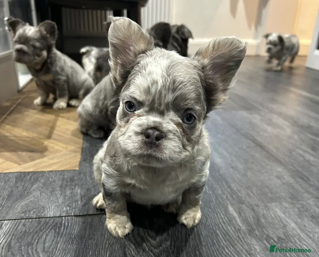 French Bulldog dogs for sale: Fluffy French bulldogs  ** s carrying pink - Advert 18