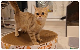 Scottish Fold cats for sale: Adorable scottish fold kittens(Delivery available) - Advert 22