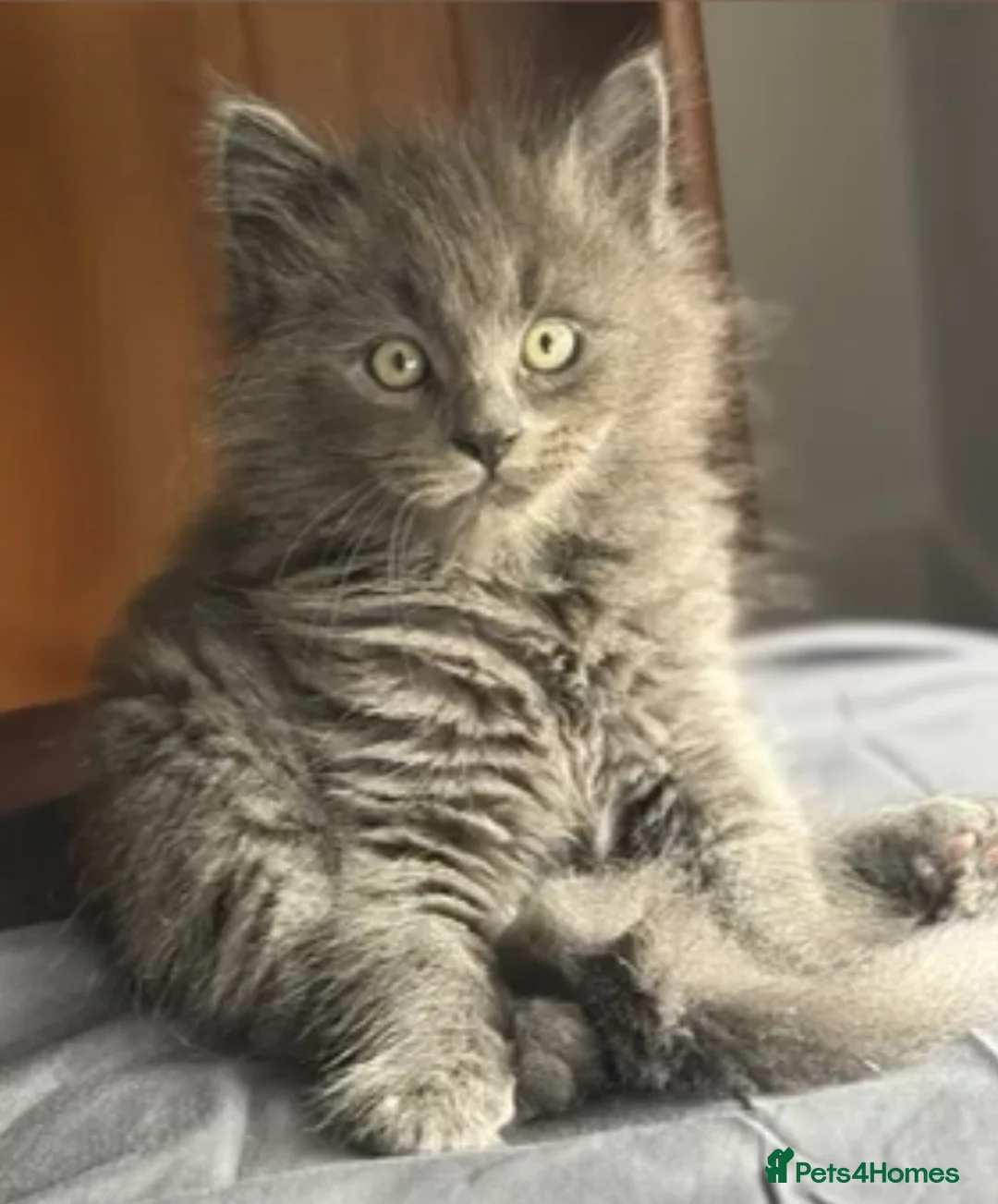 Nebelung cats for sale: Meet Prinze - Advert 3