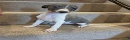 Whippet dogs for sale: 🐾Beautiful Whippet Puppies🐾 - Advert 4