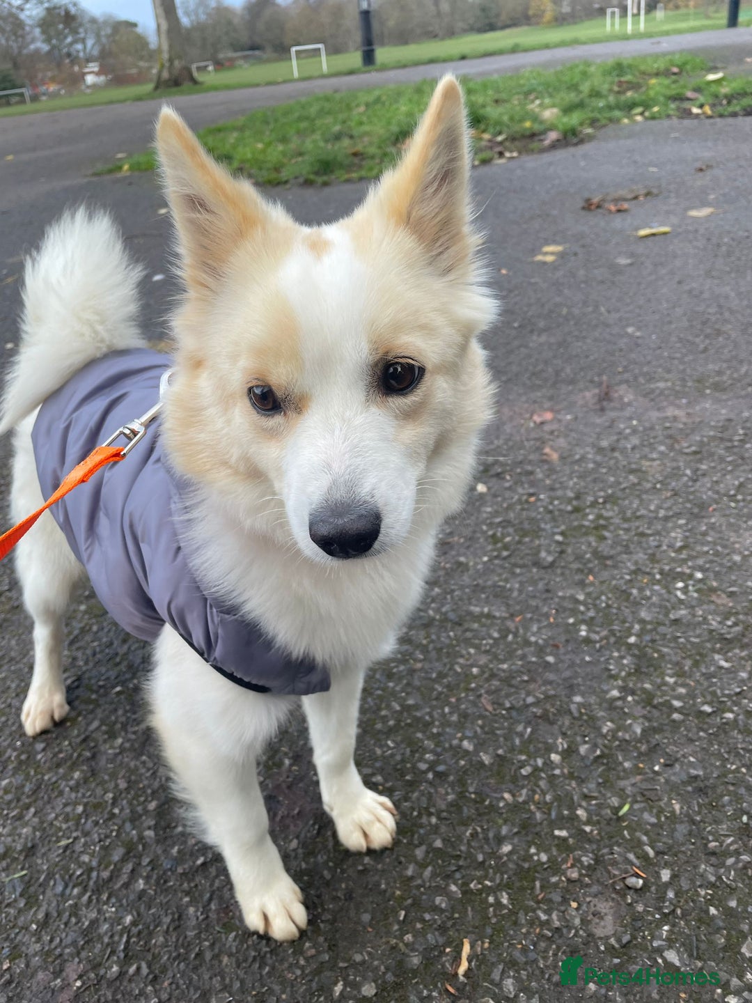 German Spitz dogs for adoption: Rescued Spitz Lola Looking For Her New Home - Advert 14