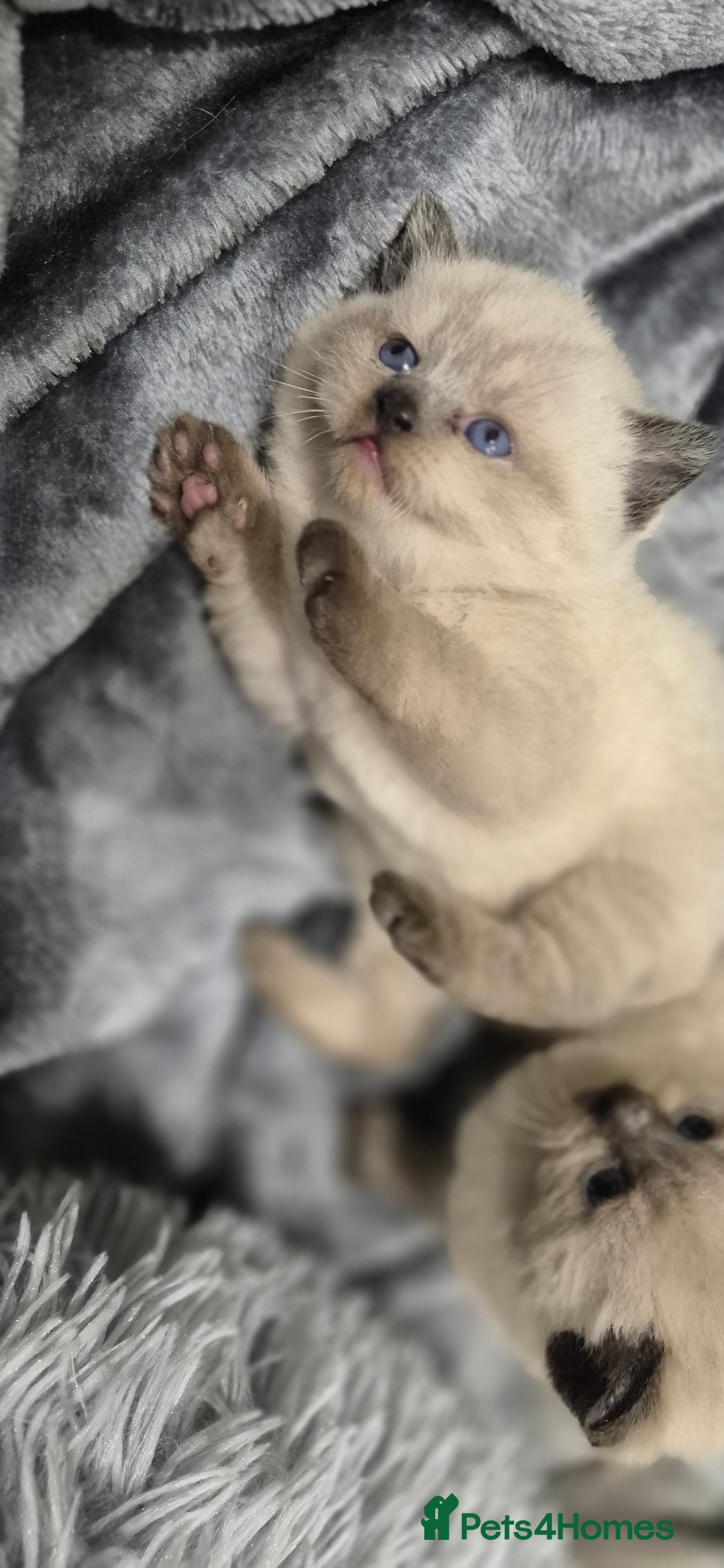 British Shorthair cats for sale: Colour point british short hair  - Image 7