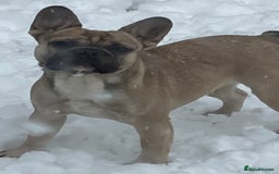French Bulldog dogs for sale: KC REGISTERED HEALTH TESTED FRENCH BULLDOG  - Image 3