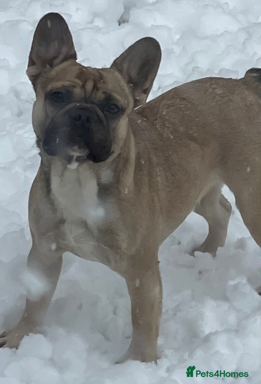 French Bulldog dogs for sale: KC REGISTERED HEALTH TESTED FRENCH BULLDOG  - Image 3