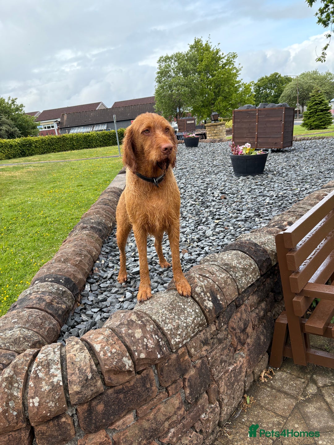 Hungarian Vizsla dogs for stud: mr wilkie - Image 3