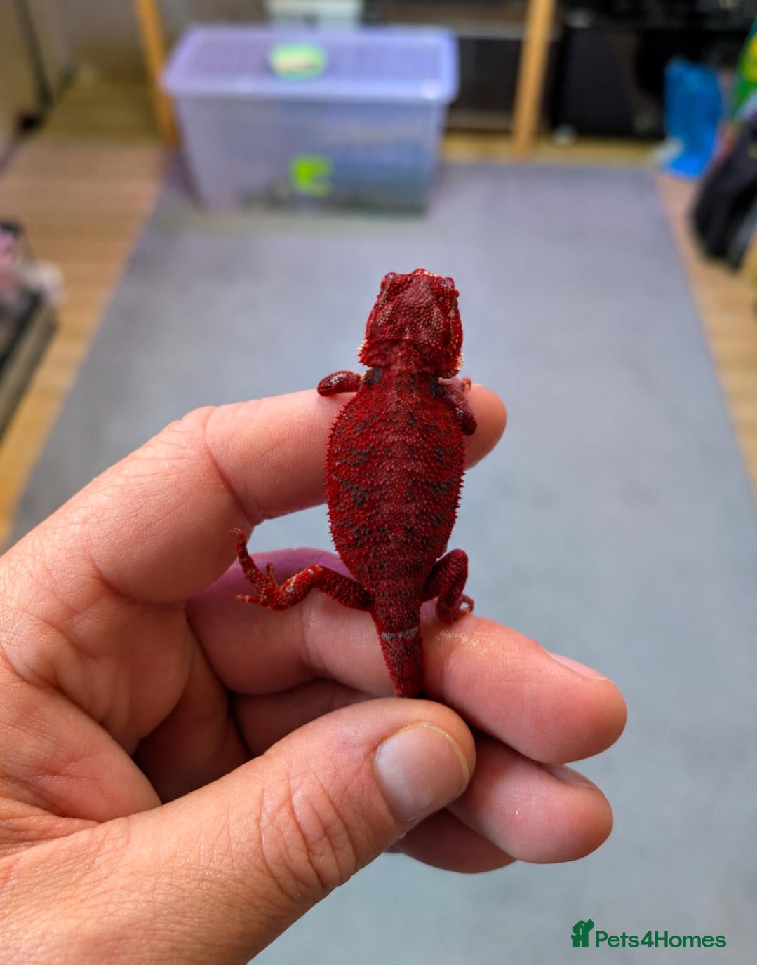 Bearded Dragon reptiles Variety Of Red German Giants and G Stripe Dunners  - Advert 3