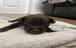 American Bull Staffy dogs for sale: Staffy Bull Puppies - Image 21