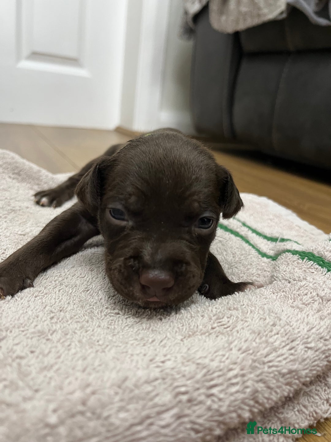 American Bull Staffy dogs for sale: Staffy Bull Puppies - Image 21