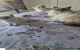 Ragdoll cats for sale: Healthy Ragdoll kittens , Ready now.  - Image 2