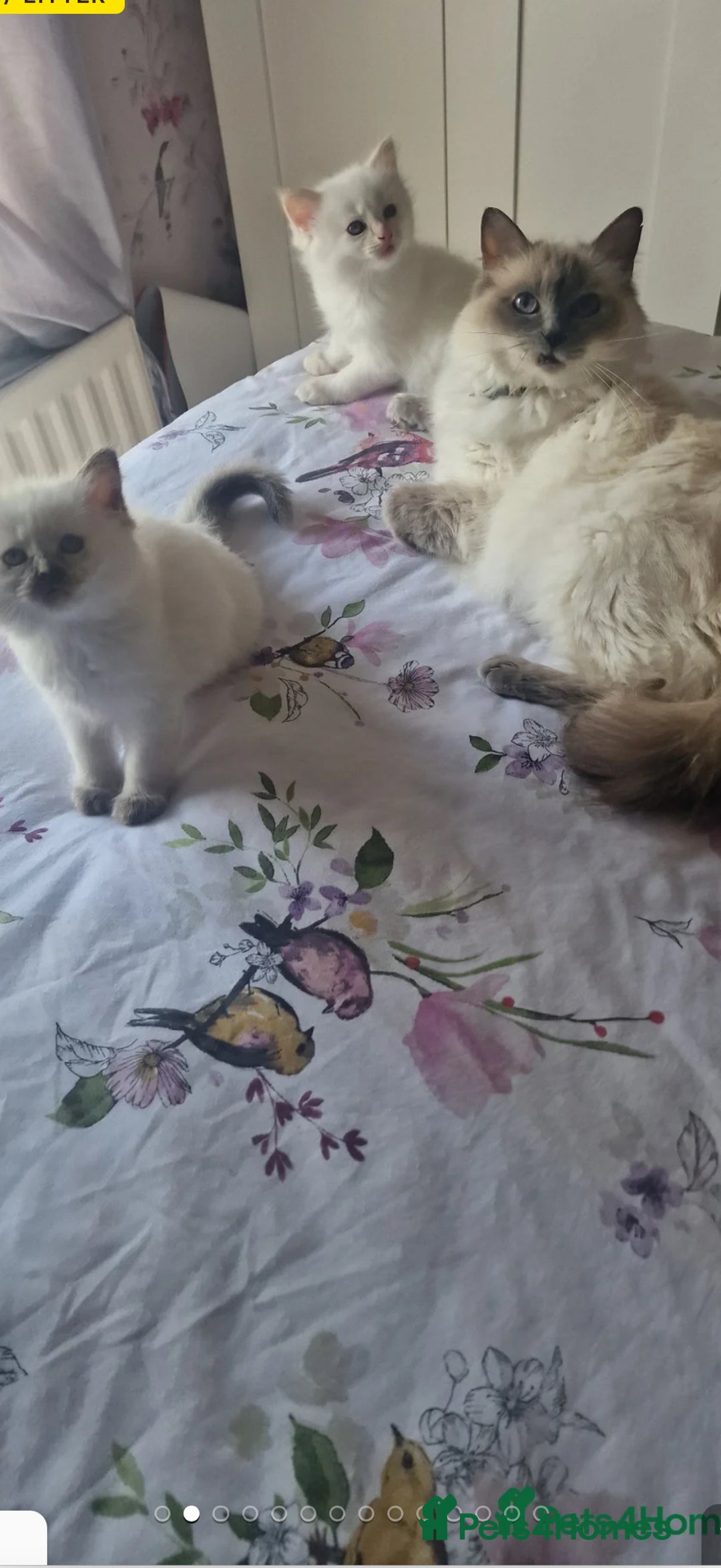 Ragdoll cats for sale: Healthy Ragdoll kittens , Ready now.  - Image 2