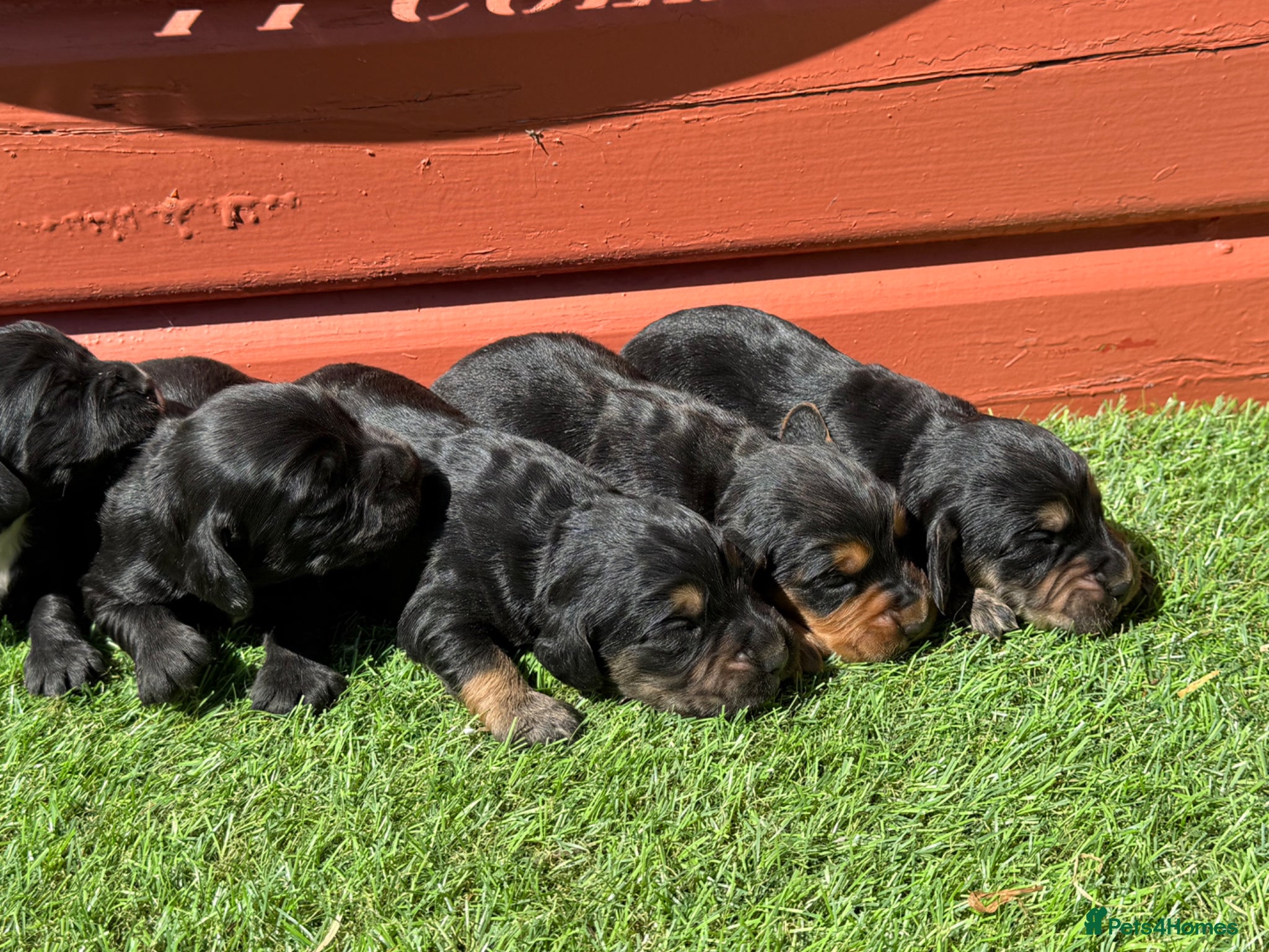 Cocker Spaniel dogs Stunning Cocker Spaniels Fully Health Tested - Advert 1