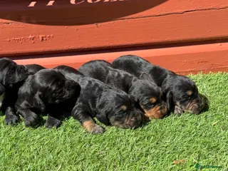 Cocker Spaniel dogs for sale: Stunning Cocker Spaniels Fully Health Tested - Advert 1