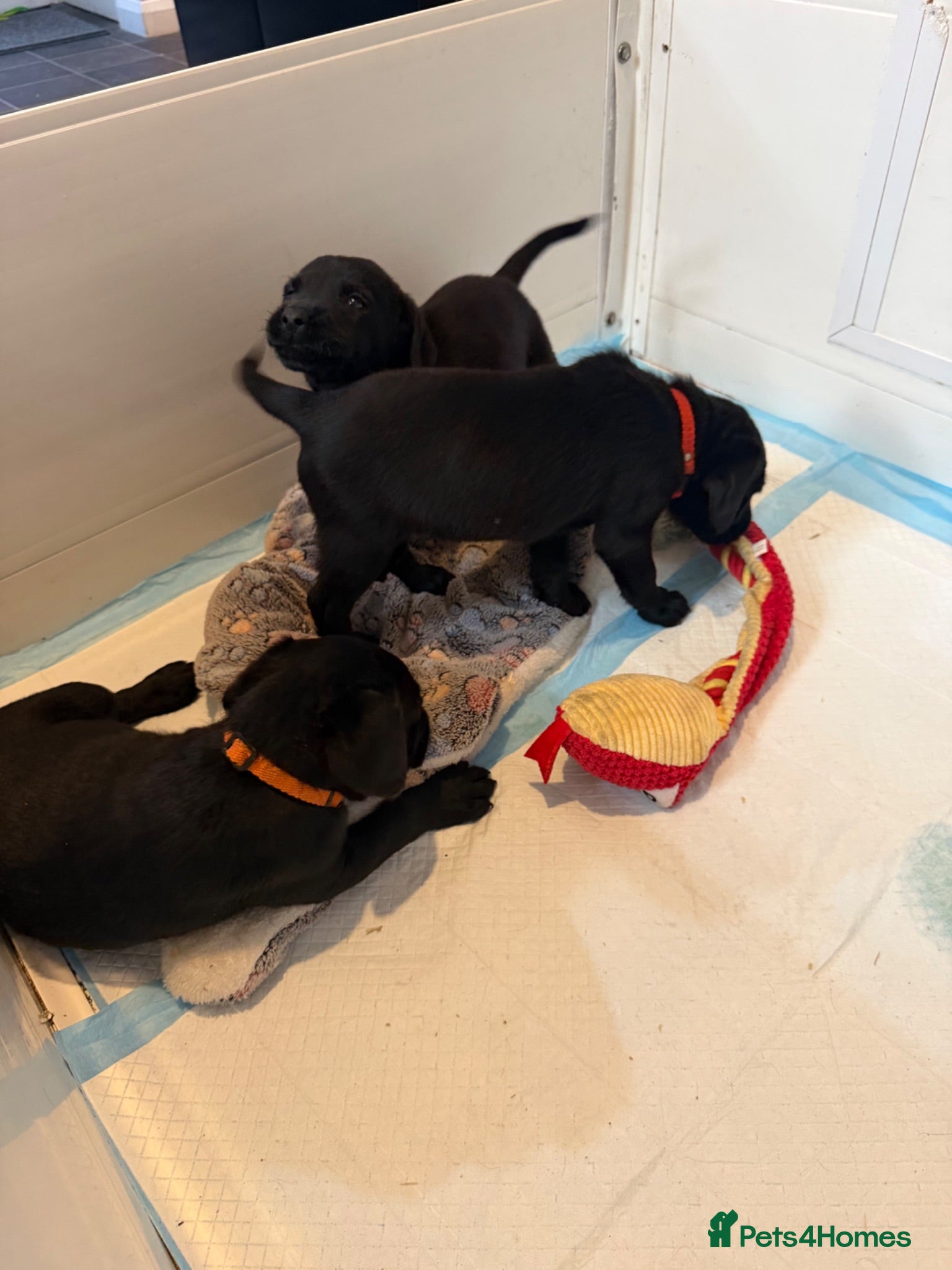 Labrador Retriever dogs Pedigree Black Labrador pups 2 boys and 1  girl - Advert 2