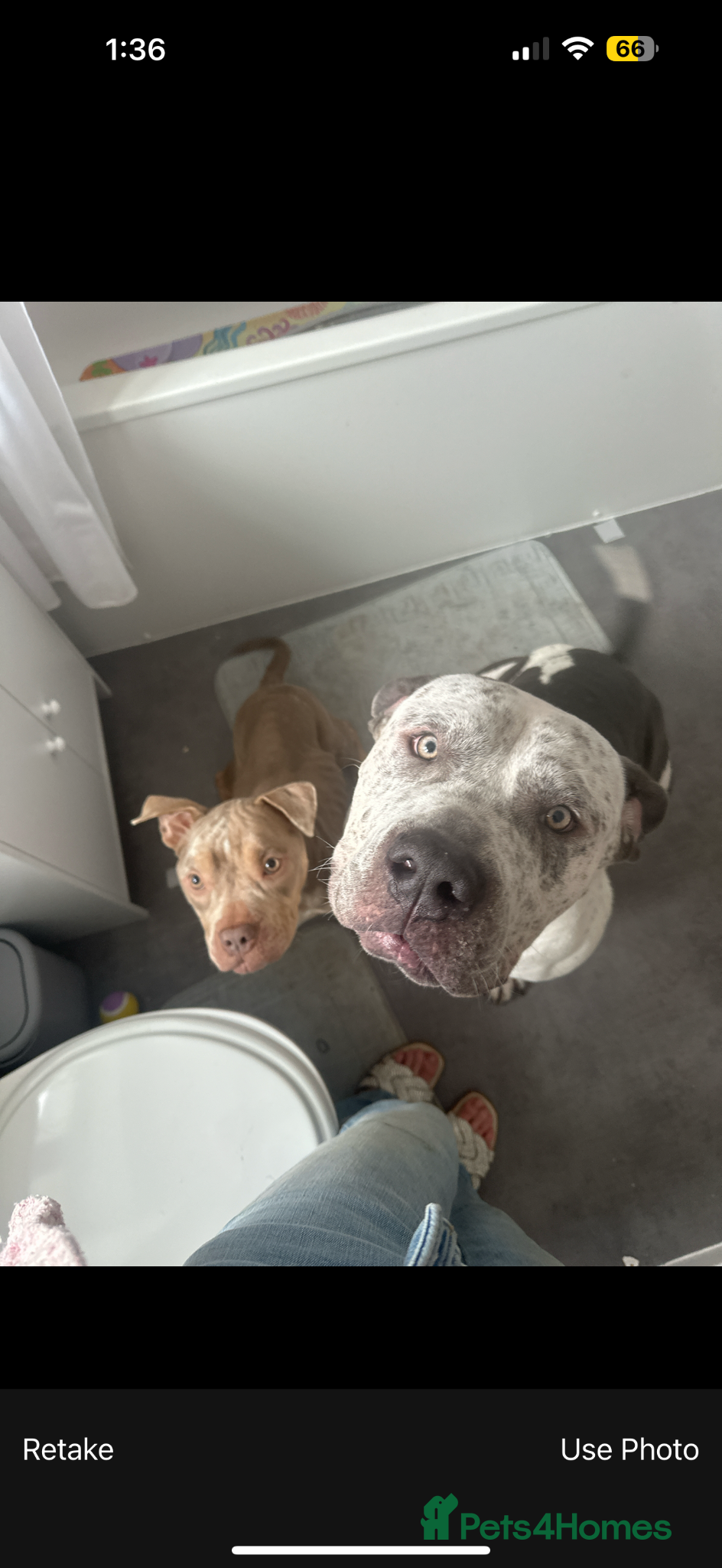Mixed Breed dogs Female pocket bully! - Advert 2