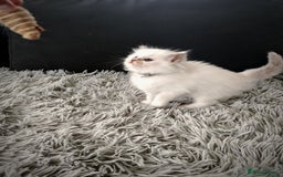 Ragdoll cats for sale: Ready Pedigree Lilac (Rare) Ragdoll Kittens - Image 6