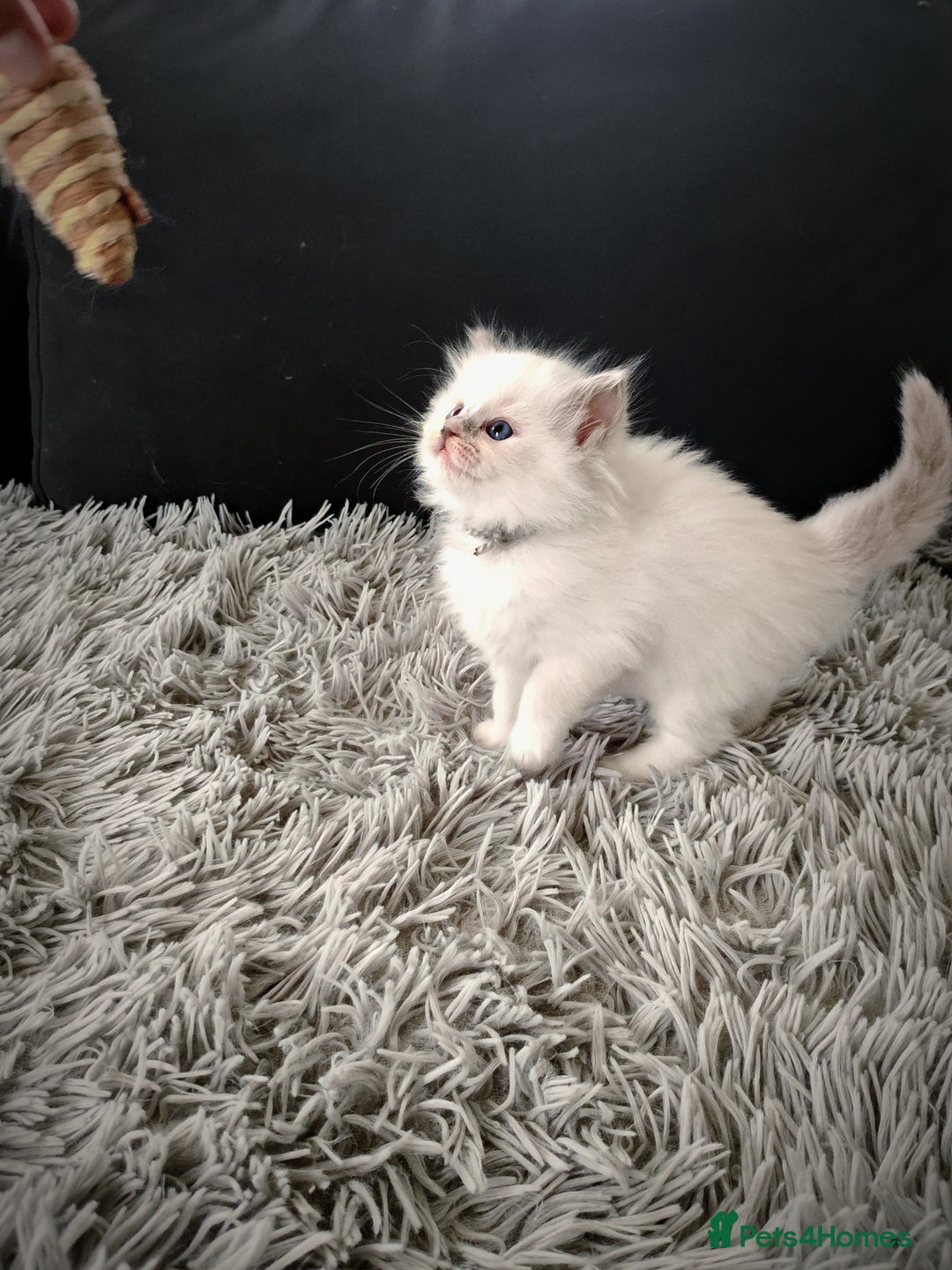 Ragdoll cats for sale: Ready Pedigree Lilac (Rare) Ragdoll Kittens - Image 6