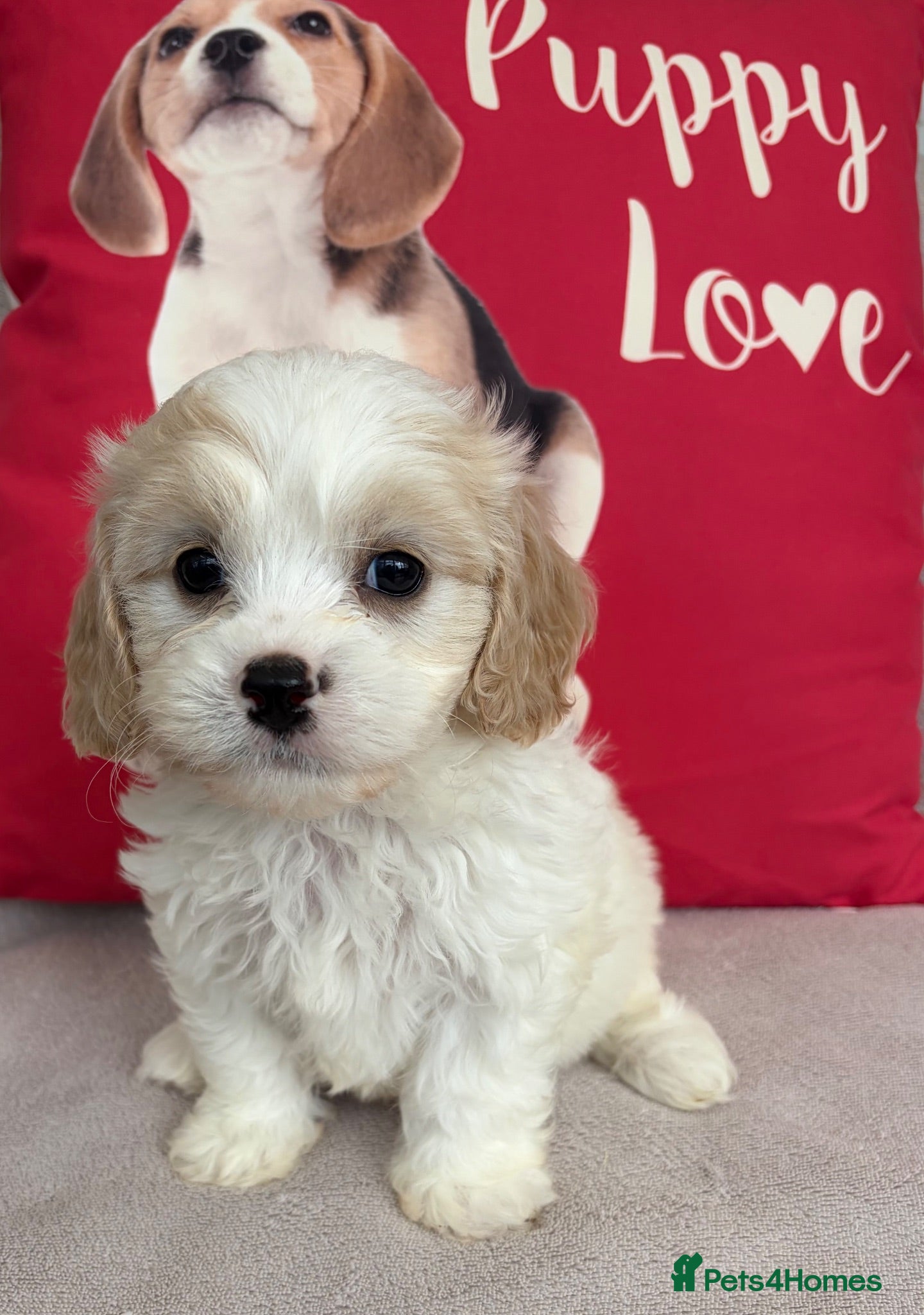Cavachon dogs Cavashon puppies  - Advert 2