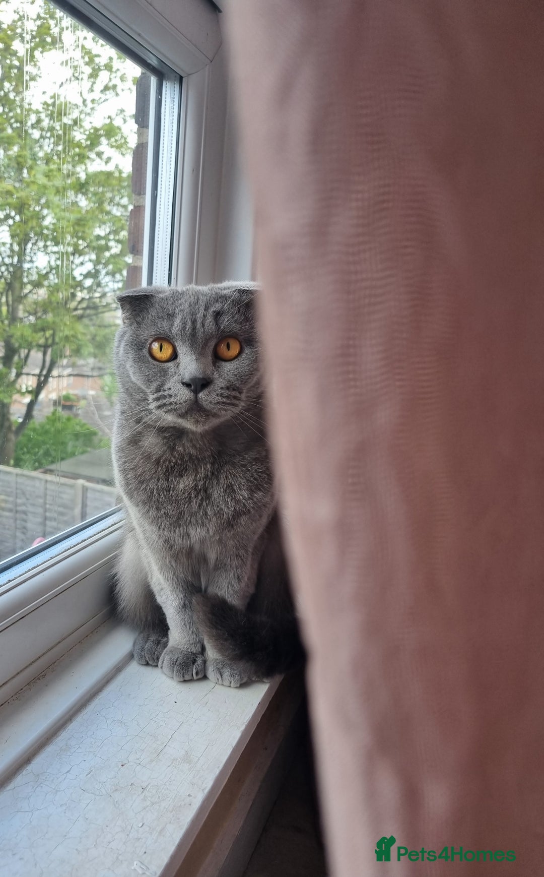 Scottish Fold cats for sale: Gorgeous girl - Image 3