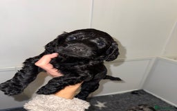 Cockapoo dogs for sale: F1 Cockapoo puppies  - Image 7