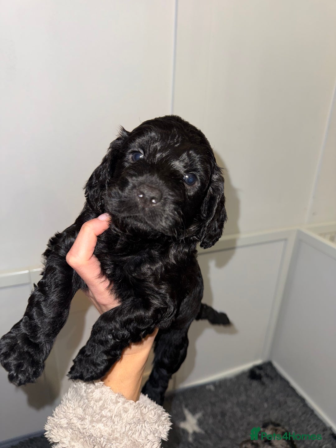 Cockapoo dogs for sale: F1 Cockapoo puppies  - Image 7